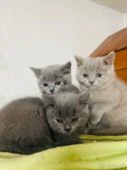 Britské mačiatka - 6