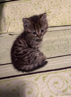 Darujem mačiatka - 1x kocúrik, 1x mačička - 6