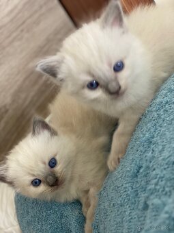 Ragdoll mačiatka - 6