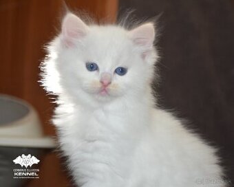 Ragdoll s PP - krémový kocúrik - 6