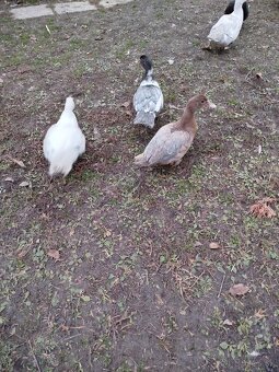 Čínske kačky, husi , mäso, králiky kalifornský+hyla - 6