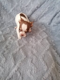 Čivava krátkosrstá - 6