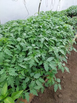 Predám planty rôzne druhy - 6