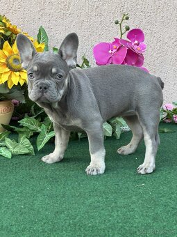 Francúzsky buldoček,buldog,bulldog krásne šteniatka - 6