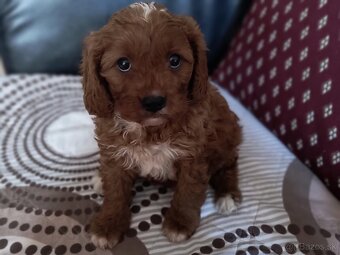Cavapoo Maltipoo - 6