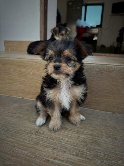 Yorkshire Terrier - 6