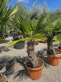 Citrusy palmy olivovniky bananovniky juky agave - 6