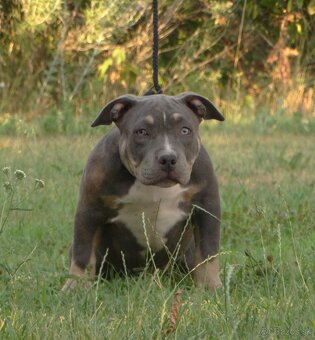AMERICAN BULLY - 6