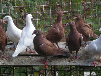Predám poštové holuby Meulemans - 6