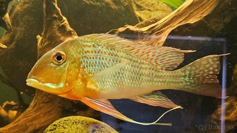 Geophagus - 6