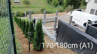 Tuja Smaragd, vavrínovec, červienka - Čadca, Kysucké Nové Me - 6