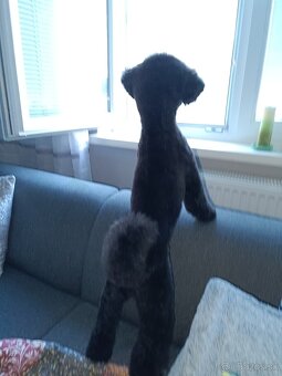 Pudlík na krytie - 6