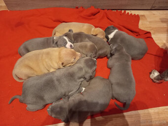 americky staforshier terrier - 6