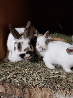 Predam zakrsle zdrobnele teddy zajaciky - 6