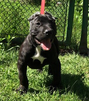 American bully - 6