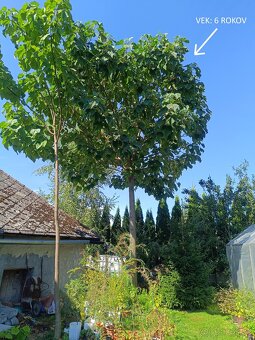 Sadenica rýchlorastúceho stromu Paulownia hybrid 9501 40+cm - 6