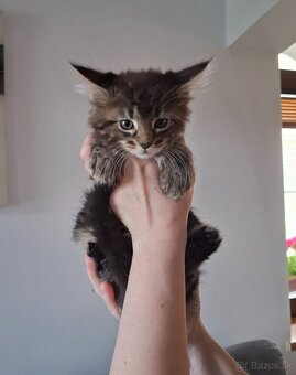 Mainská Mývalia mačka / Maine Coon - 6