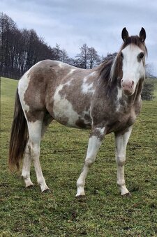 APH APHA PAINT HORSE ŽREBECE pripúšťanie - 6