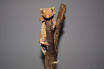 Pagekon riasnatý Correlophus ciliatus - 6