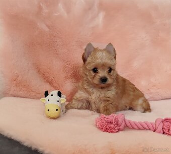 Yorkshire terrier , York - 6