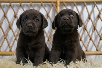 Šteniatka labrador retriever s PP, Labradorsky retriever - 6