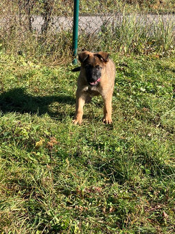 Nemecký ovčiak -  šteňatá - 6