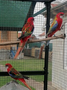 Rozela pestrá červená - 6