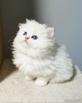 Britské mačiatka s PP na Vianoce❣️ - 6