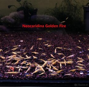 Krevetky neocaridina a Endlerky - 6