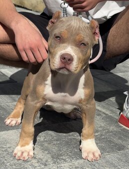 American bully xl, pitbull xxl merle tricolor k odberu - 6