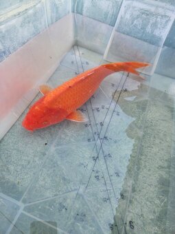 Koi kapor koi kapre karas karasy jazierkove ryby - 6