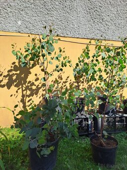 EUKALYPTUS POLYANTHEMOS - 6