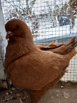 Predám Holuby Kingy - 6