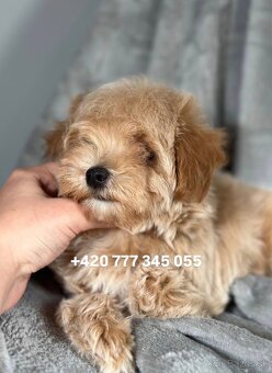 Maltipoo F1 Caramel, 3 měsíce – 1200 €Barbara - 6