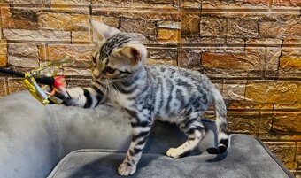 Bengálske mačiatka, bengalska mačka s Rodokmeňom - 6