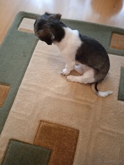 Shi-tzu - 6