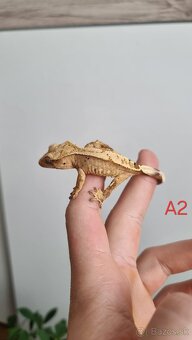 Pagekón riasnatý - 6