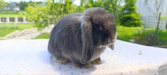 Mini lop - 6