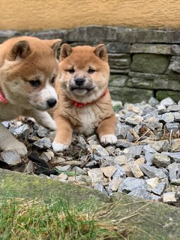 Shiba inu - 6