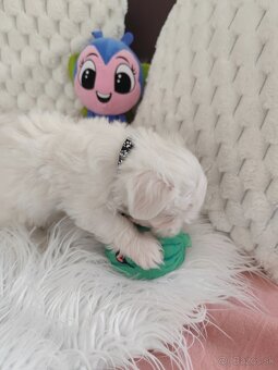 Maltezsky psík, maltezák, maltez - 6