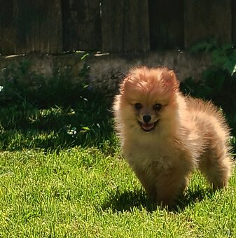 Oranžový špic- Typ Pomeranian - 6