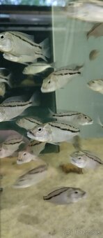 Aristochromis christyi - 6