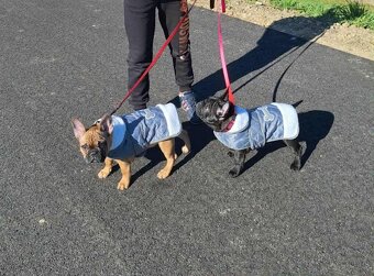 Francuzsky Buldoček - 6