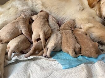 Zlatý Retriever (Golden Retriever)– šteniatka - 6