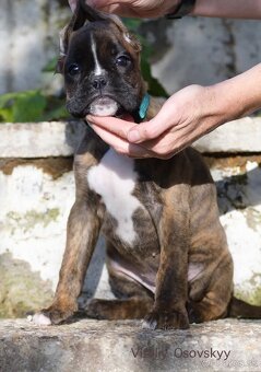 Nemecký boxer- šteniatka s PP - 6