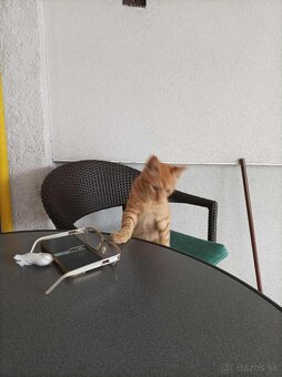 DARUJEM KRÁSNEHO KOCÚRIKA DO DOBRÝCH RÚK - 6