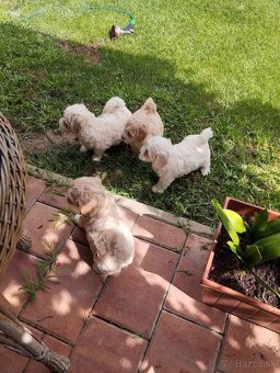 maltipoo - 6