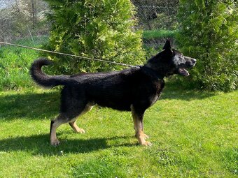 Nemecký ovčiak-fenky - 6
