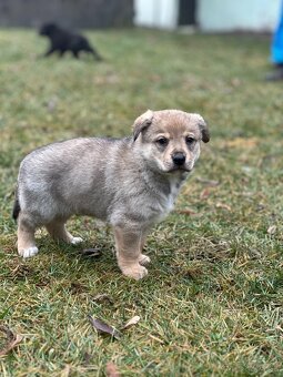 Darujem šteniatka - 6