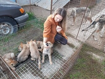 Ceskoslovenský vlčiak-šteniatka - 6